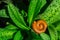 Macro of orange and brown millipede on green leaf