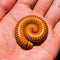 Macro of orange and brown millipede on hand of men, Millipede coiled