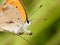 Macro of a orange butterfly
