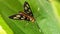 Macro of orange butterfly on green leaf