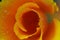 Macro of an orange California Poppy