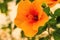 Macro of orange China Rose flower (Chinese hibiscus, Hibiscus rosa-sinensis , Hawaiian hibiscus , shoe flower )