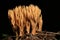 Macro orange coral mushroom