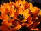 Macro of orange flower Ornithogalum