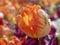 Macro of a orange fringed tulip in a tulip field