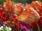 Macro of a orange fringed tulip in a tulip field