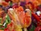 Macro of a orange fringed tulip in a tulip field