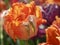 Macro of a orange fringed tulip in a tulip field