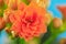 Macro of an orange Kalanchoe flower