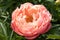 Macro of an orange peony