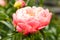 Macro of an orange peony