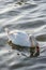 Macro of an orange swan beak immersed in water. A white swan swimming on the Vistula river in Cracow