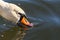 Macro of an orange swan beak immersed in water. A white swan swimming on the Vistula river in Cracow