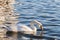 Macro of an orange swan beak immersed in water. A white swan swimming on the Vistula river in Cracow