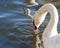 Macro of an orange swan beak immersed in water. A white swan swimming on the Vistula river in Cracow