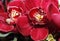 Macro of Orchid Cymbidium Flowers