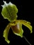 Macro of an orchid slipper of Venus