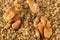Macro of organic kernel walnut , ground and whole