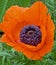 Macro of the Oriental Poppy Flower Named Brillant