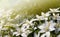 macro Ornithogalum white flower in the garden under the sun's rays. Horizontal summer background with copy space