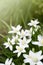 macro Ornithogalum white flower in the garden. vertical summer background with copy space