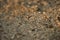 macro outdoor dirt stone macro