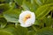 Macro of Paeonia officinalis