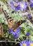 Macro Painted Lady Butterfly in Aster Flowers