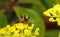 A macro of a pair of hoverflies mating on a yellow flower