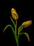 Macro of a pair of isolated golden yellow closed tulip blossoms on black background