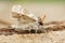 Macro of pale tussock moth