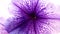 Macro pansy flower
