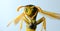 Macro Paper Wasp Polistes