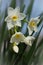Macro Paperwhites Blooming in January