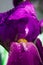 Macro part of beautiful spring purple iris flower with water drops on petals
