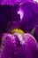 Macro part of beautiful spring purple iris flower with water drops on petals