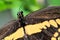 Macro partial Giant Swallowtail butterfly