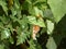 Macro of a passion butterfly (Dione vanillae) on a green leaf