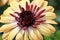 Macro of peach colored African Daisies with red centers