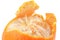 Macro of a peeled tangerine
