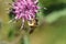 Macro of the pendant light brown striped Caucasian bee Macropis