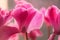 Macro petals of pink flowers. Cyclamen blossom