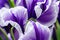 Macro petals of purple iris flower beautiful blossom.