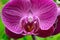 Macro Phalaenopsis for Spa Background