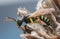 Macro photo of an adult weevil wasp, Cerceris resting on dry plant