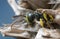 Macro photo of an adult weevil wasp, Cerceris resting on dry plant