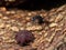 Macro Photo of Aggressive Black Garden Ant with Scale Insect on Tree Bark