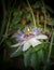 Macro photo of alient exotic flower Passiflora incarnata