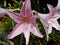 Macro photo amaryllis pink flower in park