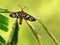 Macro photo of Amata Huebneri, green background,